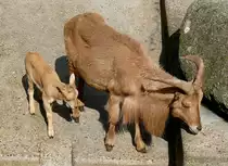 M�hnenschafe/M�hnenspringer am 27.05.2009 in Wilhelma/Stuttgart