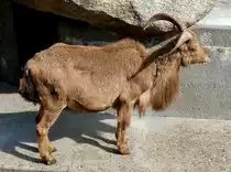 M�hnenschaf/M�hnenspringer am 27.05.2009 in Wilhelma/Stuttgart