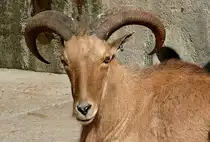 M�hnenschaf/M�hnenspringer am 27.05.2009 in Wilhelma/Stuttgart