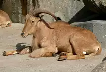 M�hnenschaf/M�hnenspringer am 27.05.2009 in Wilhelma/Stuttgart