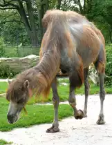 Trampeltier am 27.05.2009 in Wilhelma/Stuttgart