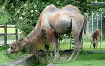 Trampeltier am 27.05.2009 in Wilhelma/Stuttgart