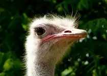 Strau� am 27.05.2009 in Wilhelma/Stuttgart