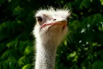 Strau� am 27.05.2009 in Wilhelma/Stuttgart