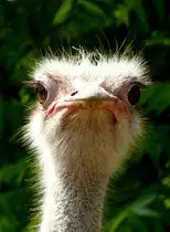 Strau� am 27.05.2009 in Wilhelma/Stuttgart