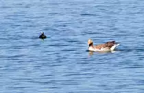 Gans und Bl��huhn am Z�lpicher See 17.04.2010