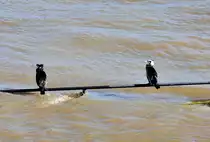 Kormorane am Rhein in Bonn - 04.03.2010