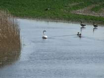 Wasservgel auf einen Soll in Nordwestmecklenburg 17.04.2010