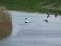 Wasserv�gel auf einen Soll in Nordwestmecklenburg 17.04.2010