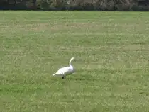 Schwan auf Futtersuche