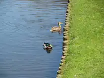Schwerin; Schlo�park, Entenpaar 18.04.2010