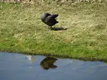 Spieglein, Spieglein im Bach .....