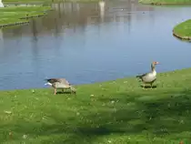 Schwerin; Schlo�park, G�nsepaar 18.04.2010