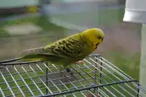 Mein Willi Pucki, aufgenommen mit meiner neuen Nikon D 3000, am 20.04.10