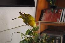 Welli Pucki unteruntersuch ein Blatt. Keine Angst ist  nur Plaschtig.