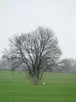 Baum mit kranich
