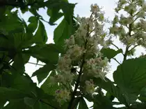 Hummel best�ubt eine Ahornbl�te