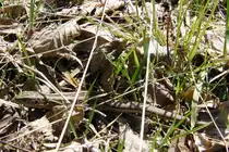 Eidechse an einem Waldweg, genaue Gattung wei� ich nicht  17.4.2010