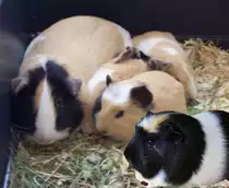 dies sind alle meine meerschweinchen sie hei�en goldi kitty micki bobbi puschel