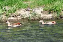 �gyptische G�nse auf der Ahr bei Bad Neuenahr - 18.04.2010