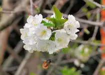 Hummel im Anflug auf Kirschbl�te - 15.04.2010