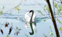 Schwan mit Spiegelbild auf dem Z�lpicher See 17.04.2010
