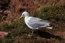 Auf Helgoland leben auch sehr viele Lachm�wen. Diese M�wen ern�hren sich in erster Linie von Fisch. Des Weiteren stehen bei ihnen kleine V�gel, Eier und Muscheln auf dem Speiseplan. Besonders bei starken Wind sind die eleganten Segler und ihre perfekten Flugman�ver eine wahre Augenpracht. Mit einer Fl�gelspannweite von bis 1,45 Metern gleiten sie dann ohne jegliche Anstrengung durch die Luft. Aufgenommen am 14.07.2008