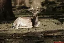 Ein Damhirsch Spie�er ruht sich bei 24� Celsius in der Sonne aus.