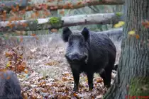 Wildschwein be�ugt mich kritisch.