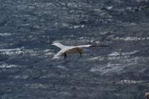 Die Insel Helgoland ist ein beliebtes Brutgebiet der Basstpels. Besonders in den Monaten zwischen Juni und August tummeln sich unzhlige Basstpels auf Helgoland. Dort kann man sie aus nchster Nhe beobachten und ihnen bei ihren waghalsigen Flugmanvern zuschauen. Aufgenommen am 14.07.2008