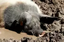 Schw�bisch-Hallisches Hausschwein am 27.05.2009 in Stuttgart/Wilhelma