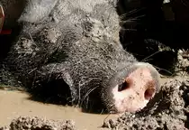 Schw�bisch-Hallisches Hausschwein an 27.05.2009 in Stuttgart/Wilhelma