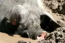 Schw�bisch-Hallisches Hausschwein am 27.05.2009 in Stuttgart/Wilhelma