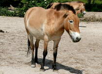 Urwildpferd (Przewalski-Pferd) am 27.05.2009 in Stuttgart/Wilhelma