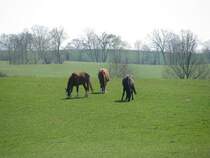 pferde auf einer saftigen Weide