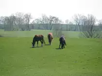 pferde auf einer saftigen Weide