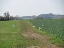 Schw�ne in  ihrem  Schlaraffenland