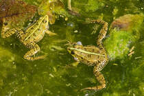 Was gibt es hier zur quarken? 2 von einigen Hundert Frschen bei Ermatingen TG (04.05.2008)