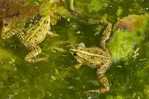 Was gibt es hier zur quarken? 2 von einigen Hundert Fr�schen bei Ermatingen TG (04.05.2008)