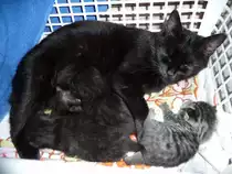 Dreifaches Muttergl�ck - unsere  Sunny  mit ihrem Nachwuchs - 21.03.2010
