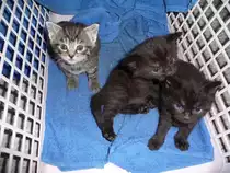  Sunny´s  Nachwuchs - schon frech und unternehmungslustig - 13.04.2010 
