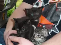  Sunny´s  Nachwuchs - aufgeweckt und schmusebed�rftig - immer dabei -20.04.2010 
