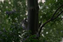 Wo ist denn das Vgelchen ?