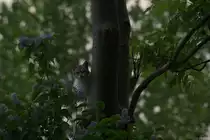 Wo ist denn das V�gelchen ?