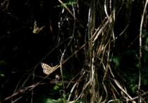 Tanz der Schmetterlinge
(21.04.2010)