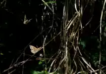 Tanz der Schmetterlinge
(21.04.2010)