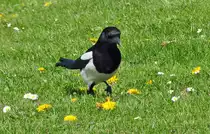 Elster auf einer Wiese in Kuchenheim - 22.04.2010