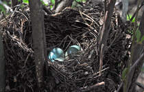 Vogeleier im Nest am Zlpicher See, nur ca. 1,5 m ber dem Boden, 17.04.2010