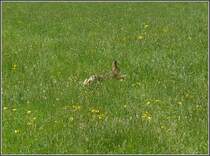 Nix wie weg! Vom Fotografen beim Mittagsschlaf gestrt, machte sich das Kaninchen ber alle Berge. 01.05.10 (Hans)
