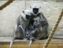 Affen in der Asienwelt des Gelsenkirchener Zoos am 2. Mai 2010.
Hulmans oder Hanuman-Languren, die ihren Namen von Hanuman, einem indischen Gott in Affengestalt haben, geh�ren zur Gruppe der Schlankaffen.